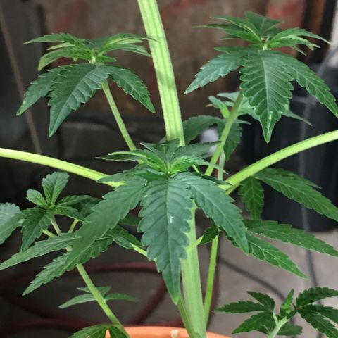 Gorilla Super Glue 2.0 growlog timeline photo