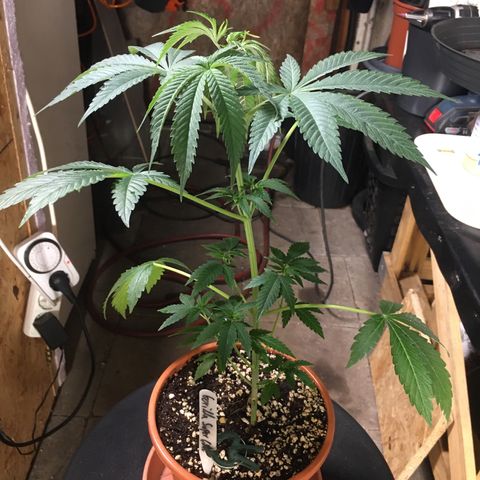 Gorilla Super Glue 2.0 growlog timeline photo