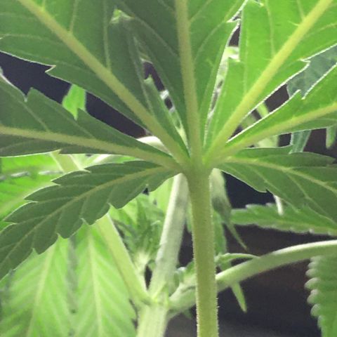 Gorilla Super Glue 2.0 growlog timeline photo