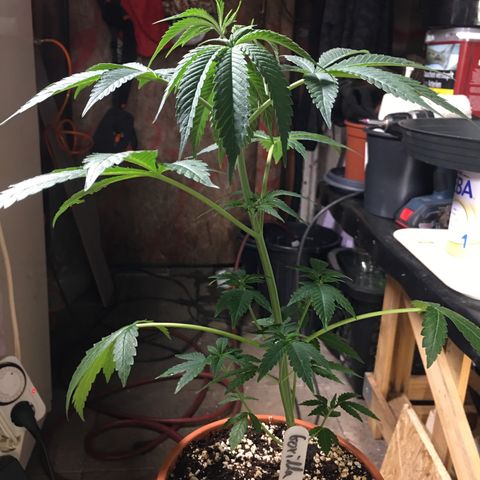 Gorilla Super Glue 2.0 growlog timeline photo