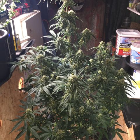 Green Crack  #1 growlog timeline photo