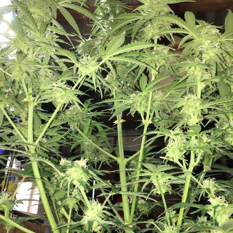Green Crack  #1 growlog timeline photo