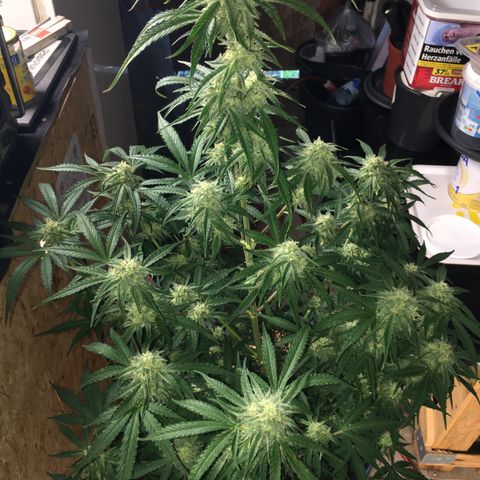 Green Crack  #1 growlog timeline photo