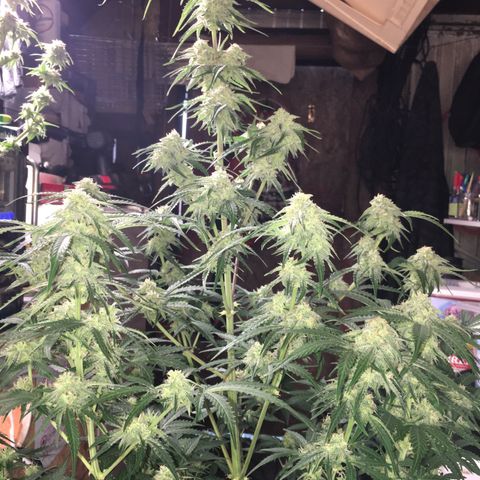 Green Crack  #1 growlog timeline photo