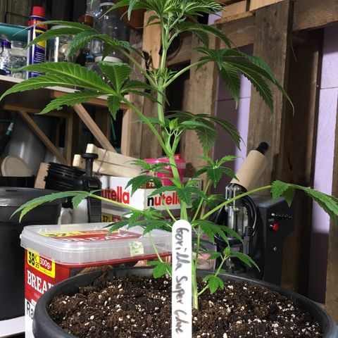 Gorilla Super Glue 2.0 growlog timeline photo