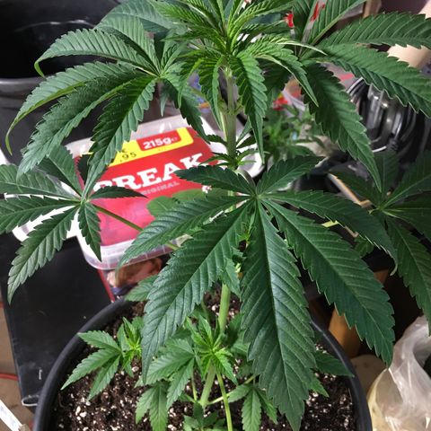 Gorilla Super Glue 2.0 growlog timeline photo