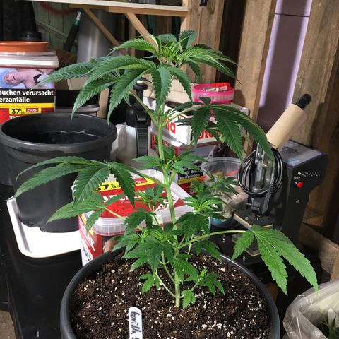 Gorilla Super Glue 2.0 growlog timeline photo