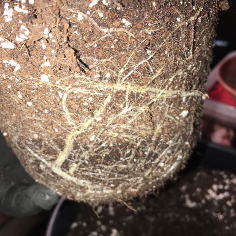Gorilla Super Glue 2.0 growlog timeline photo