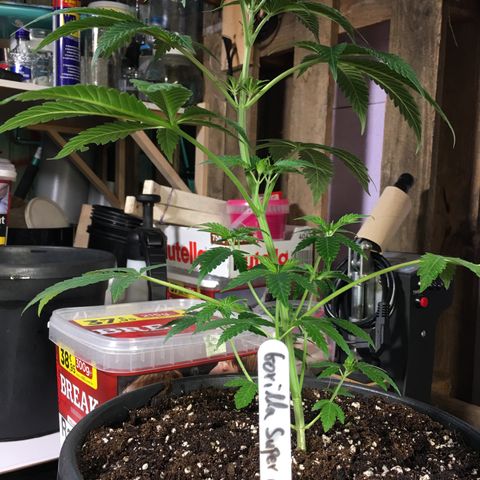 Gorilla Super Glue 2.0 growlog timeline photo