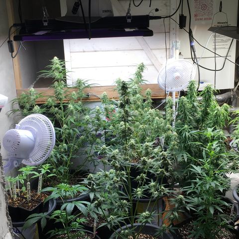 Green Crack  #1 growlog timeline photo