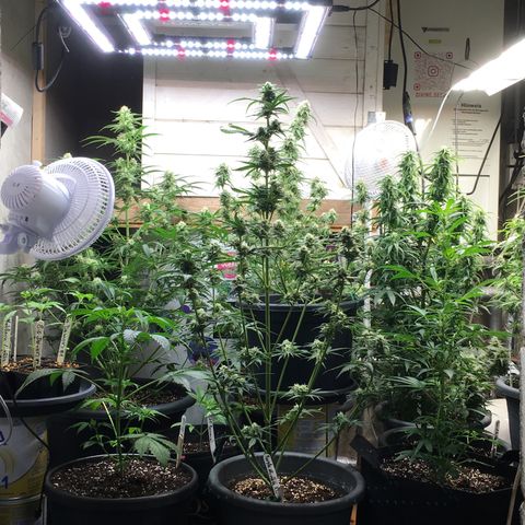 Green Crack  #1 growlog timeline photo
