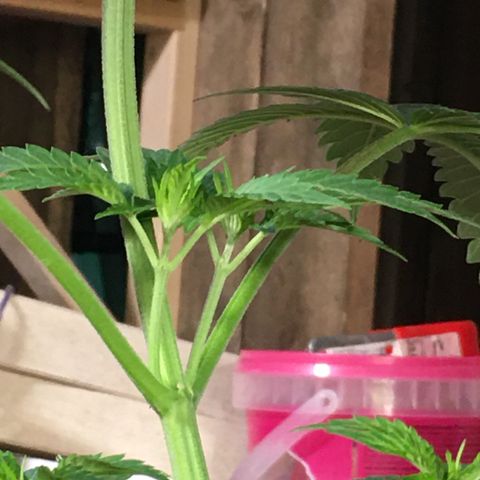 Gorilla Super Glue 2.0 growlog timeline photo