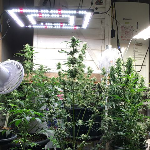Green Crack  #1 growlog timeline photo