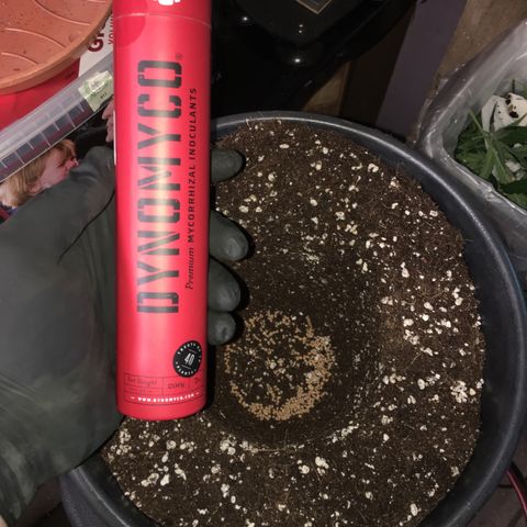 Gorilla Super Glue 2.0 growlog timeline photo