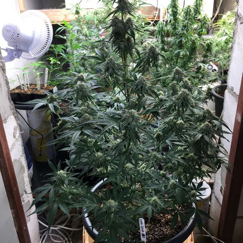 Green Crack  #1 growlog timeline photo