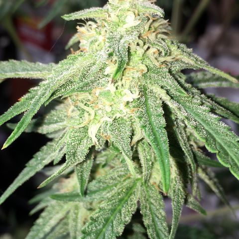Green Crack  #1 growlog timeline photo