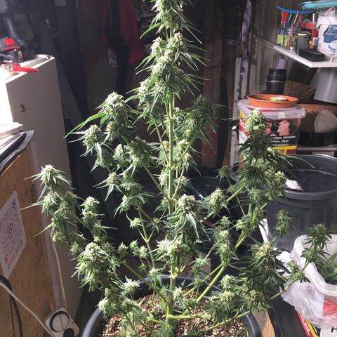 Green Crack  #1 growlog timeline photo