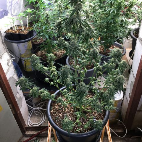 Green Crack  #1 growlog timeline photo