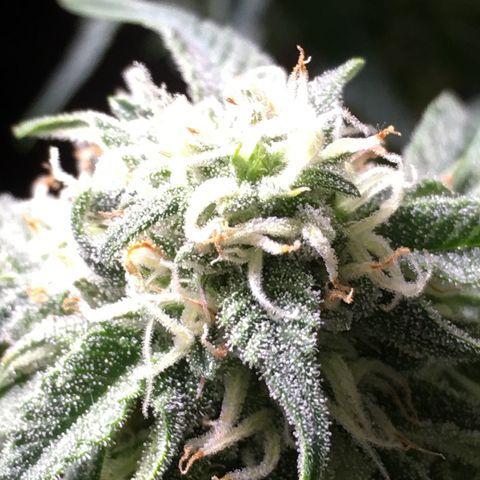 Green Crack  #1 growlog timeline photo