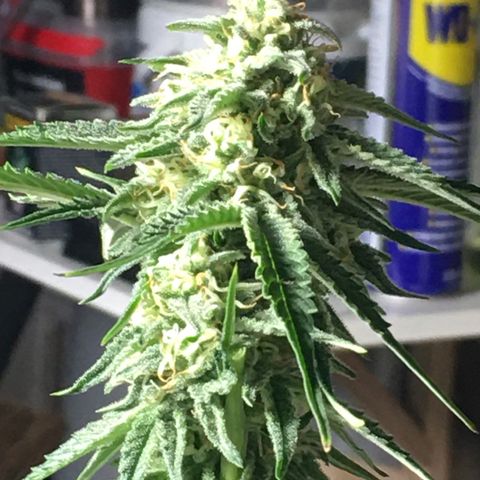 Green Crack  #1 growlog timeline photo
