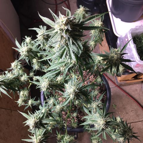 Green Crack  #1 growlog timeline photo