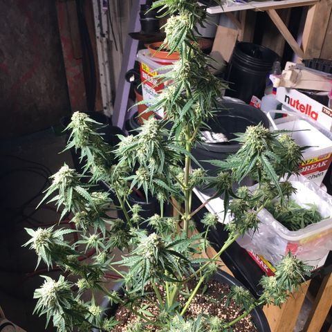 Green Crack  #1 growlog timeline photo
