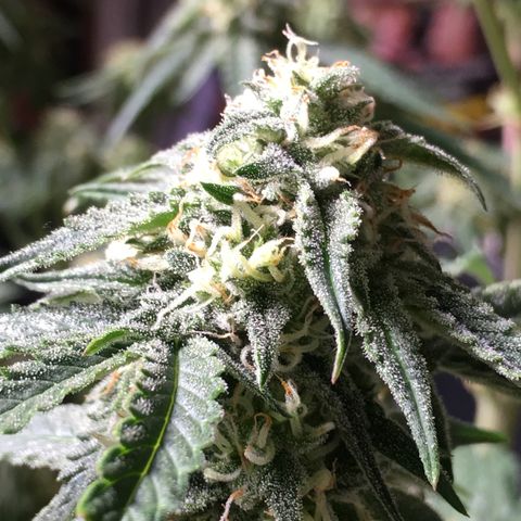 Green Crack  #1 growlog timeline photo