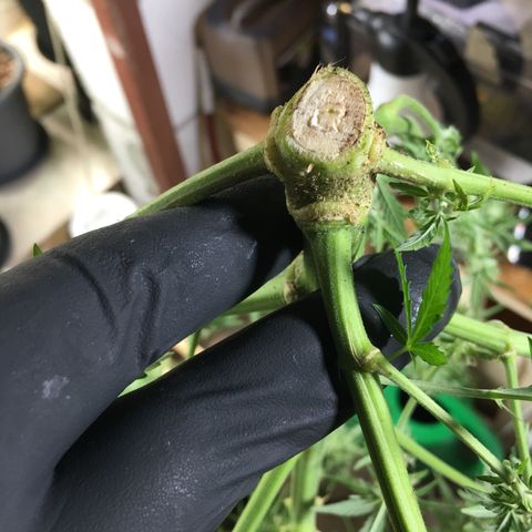Green Crack  #1 growlog timeline photo