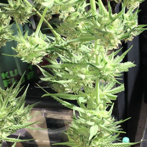 Green Crack  #1 growlog timeline photo