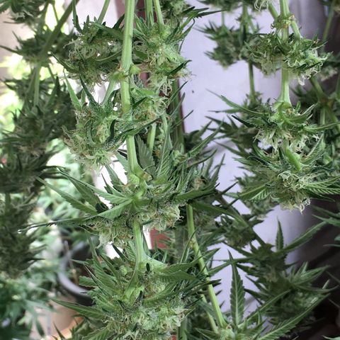 Green Crack  #1 growlog timeline photo