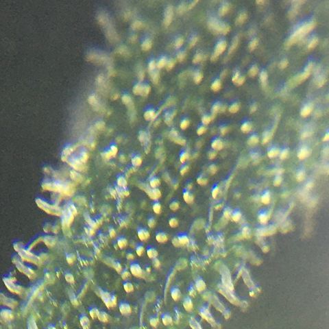 Purple Mimosa Xl Auto  #1 growlog timeline photo