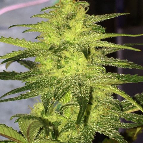 Purple Mimosa Xl Auto  #1 growlog timeline photo