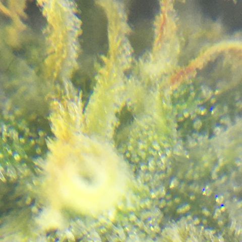 Purple Mimosa Xl Auto  #1 growlog timeline photo