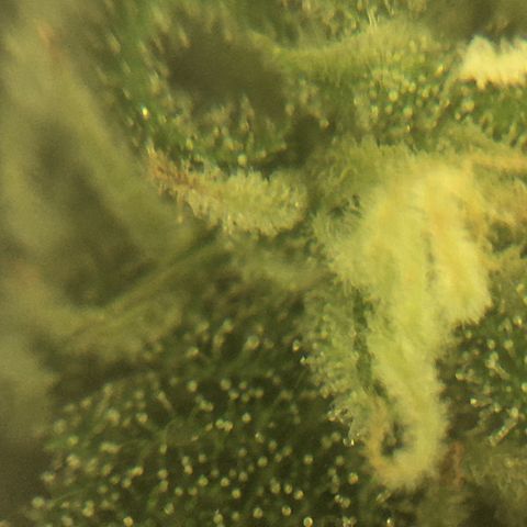 Purple Mimosa Xl Auto  #1 growlog timeline photo