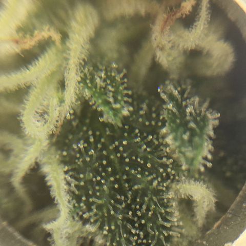 Purple Mimosa Xl Auto  #1 growlog timeline photo