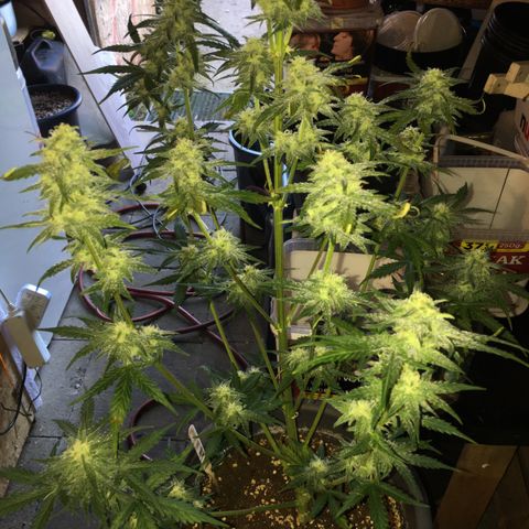 Purple Mimosa Xl Auto  #1 growlog timeline photo