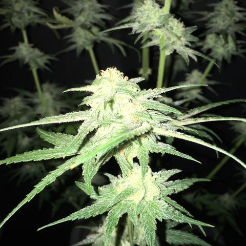 Purple Mimosa Xl Auto  #1 growlog timeline photo