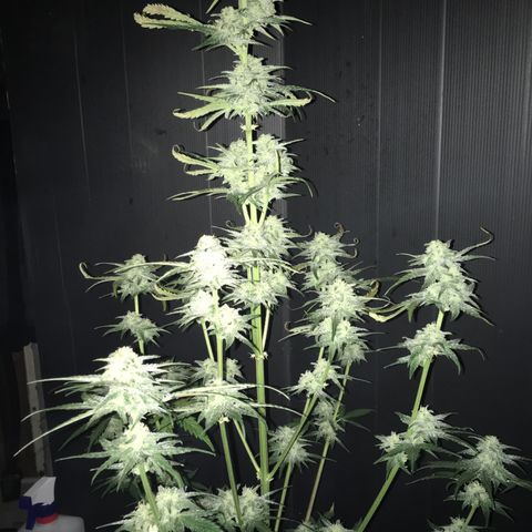 Purple Mimosa Xl Auto  #1 growlog timeline photo