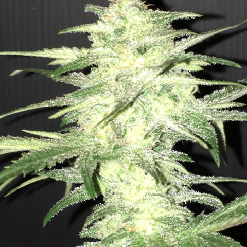 Purple Mimosa Xl Auto  #1 growlog timeline photo