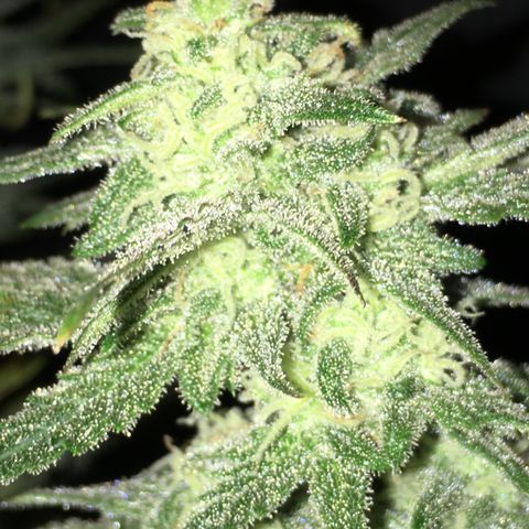 Purple Mimosa Xl Auto  #1 growlog timeline photo