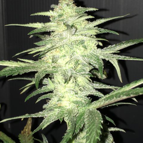 Purple Mimosa Xl Auto  #1 growlog timeline photo