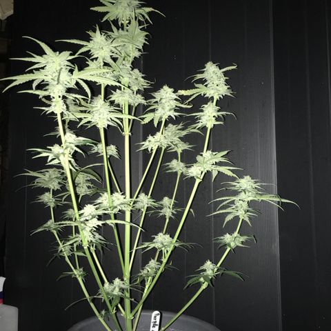 Purple Mimosa Xl Auto  #1 growlog timeline photo
