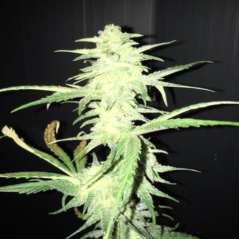 Purple Mimosa Xl Auto  #1 growlog timeline photo