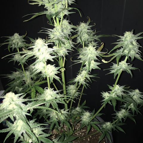 Purple Mimosa Xl Auto  #1 growlog timeline photo