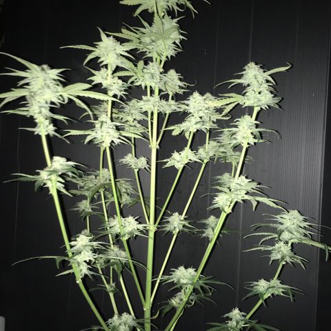 Purple Mimosa Xl Auto  #1 growlog timeline photo