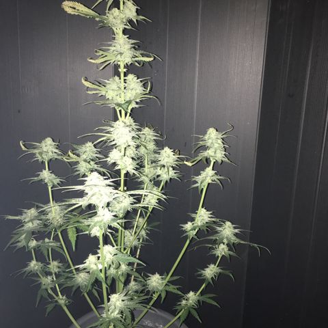 Purple Mimosa Xl Auto  #1 growlog timeline photo