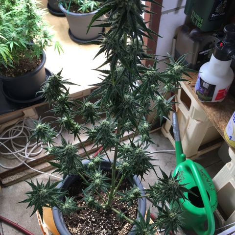 Purple Mimosa Xl Auto  #1 growlog timeline photo
