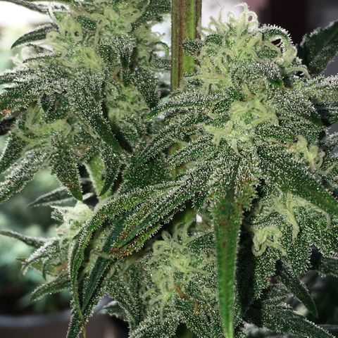 Purple Mimosa Xl Auto  #1 growlog timeline photo