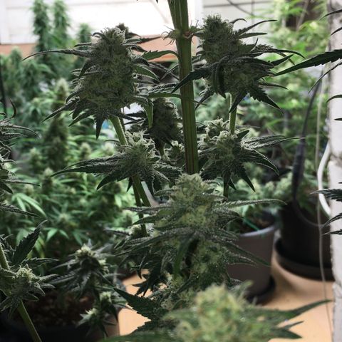 Purple Mimosa Xl Auto  #1 growlog timeline photo