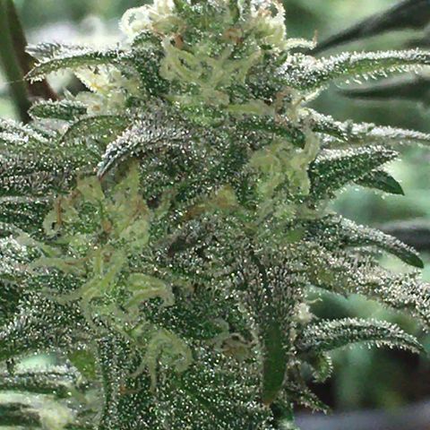 Purple Mimosa Xl Auto  #1 growlog timeline photo